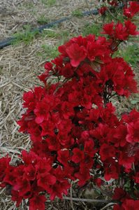 Evergreen Azalea